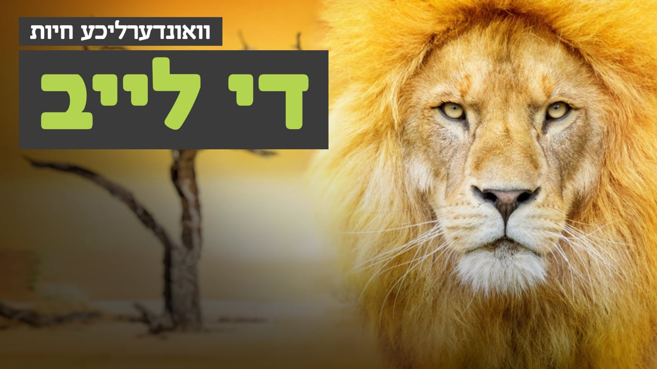 וואונערליכע חיות - די לייב