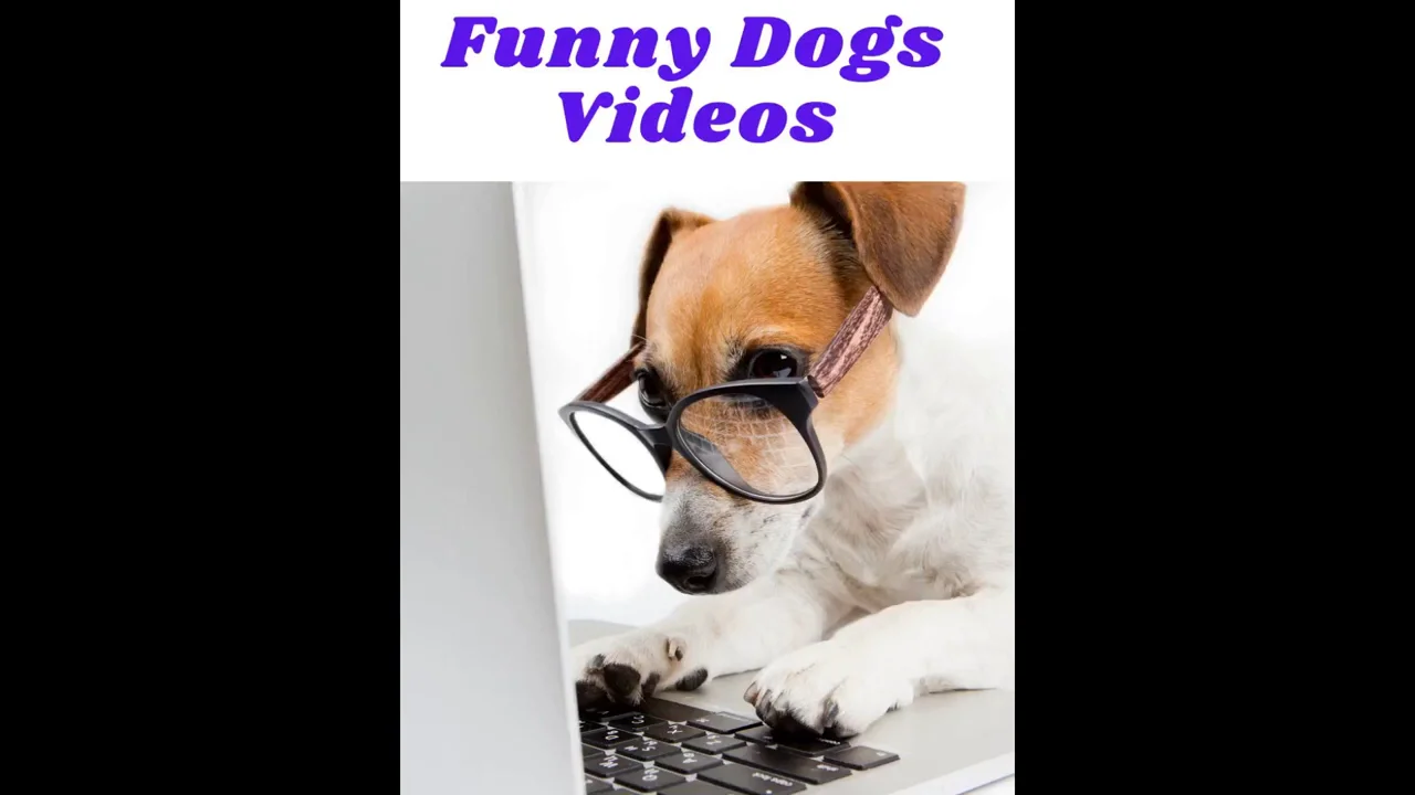 funnyanimals #funnyvideos #dorime #anteater #ardvark #tpose #tposecha, Funny Animal Videos