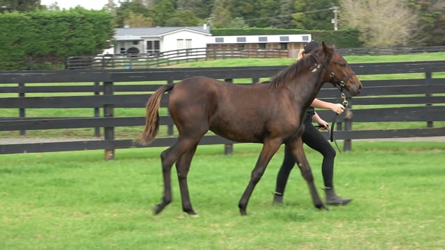 Lot 19