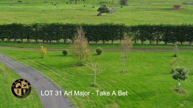 Lot 31