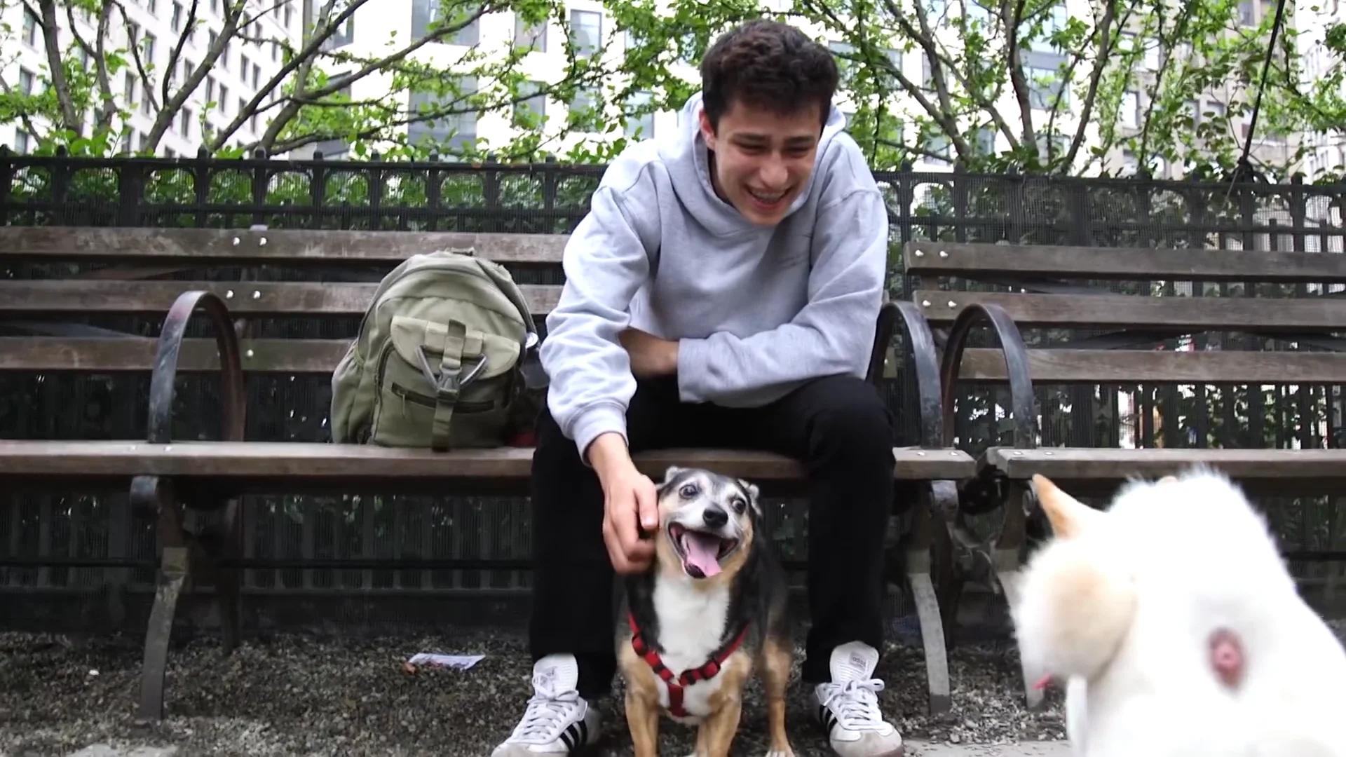 Y2mate what having a dog does to your brain and body 1080p mp4 on