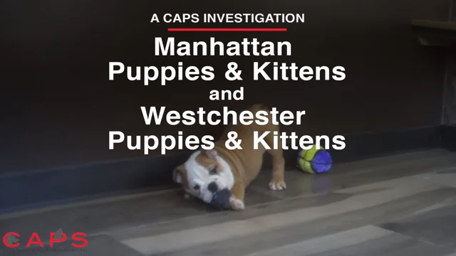 Manhattan puppies hot sale