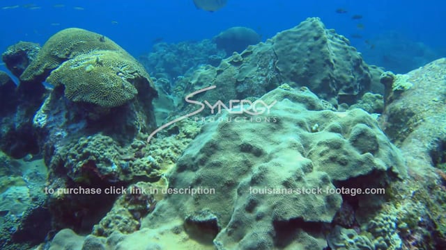 2573 Healthy coral reefs Flower Garden Banks National Marine Sanctuary video