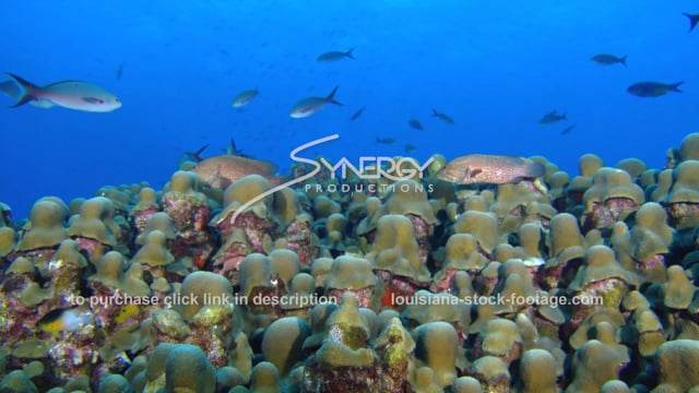 2589 NOAA's flower garden banks coral reef ecosystem