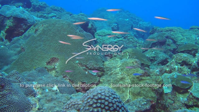 2586 healthy coral reef Noaa's flower garden banks