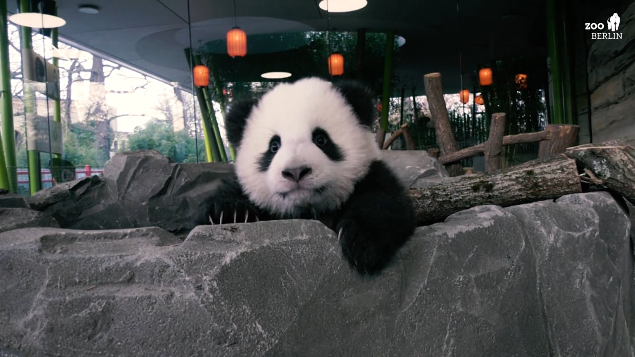 CGTN 2020 - New Pandas Unveiled at Berlin Zoo
