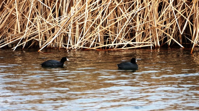 American Coot Bird Free Stock Video - Pixabay