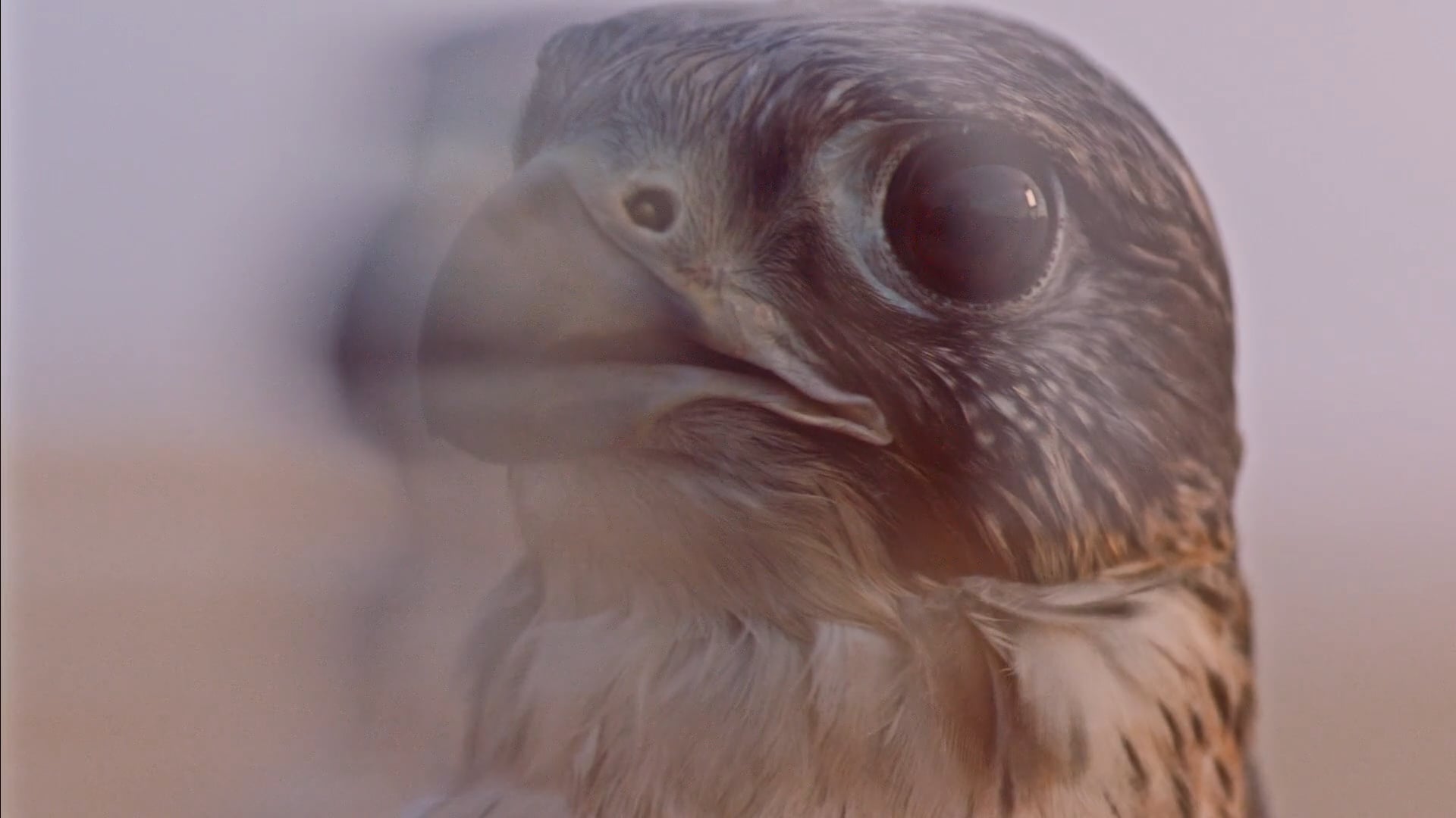 Etihad Airways - Music Video - Falcon