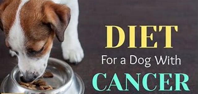 What to Feed a Dog with Cancer