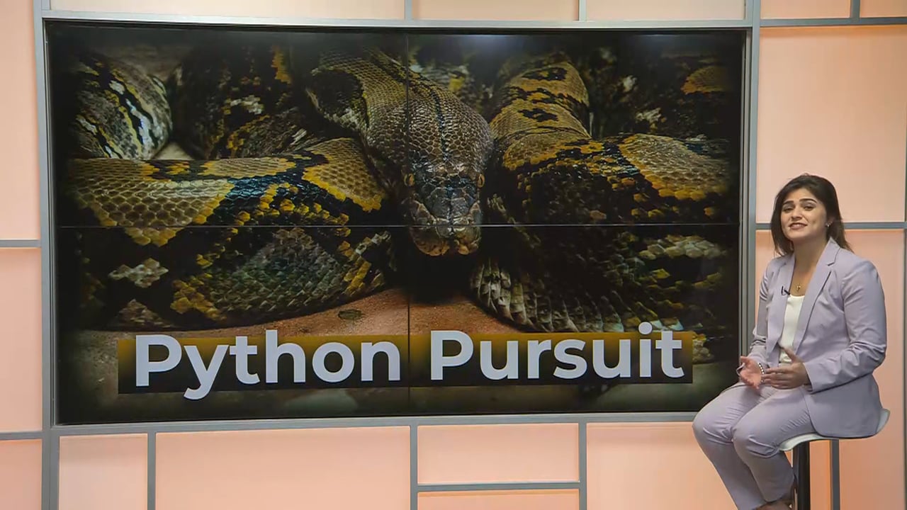 UMTV Special Presentation: Python Pursuit