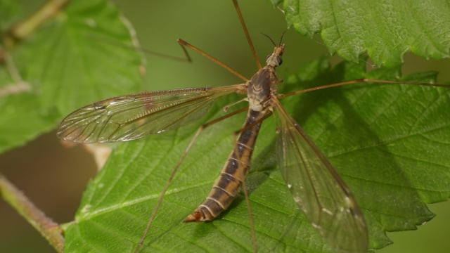 Harry Moss macro invertebrates with Aaron