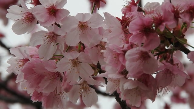 détail des fleurs du pin nain avec du pollen et des aiguilles de pin  7991306 Photo de stock chez Vecteezy