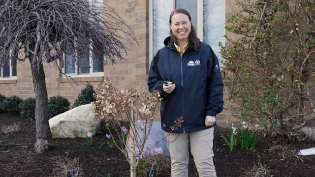 How to Prune Panicle Hydrangea Trees
