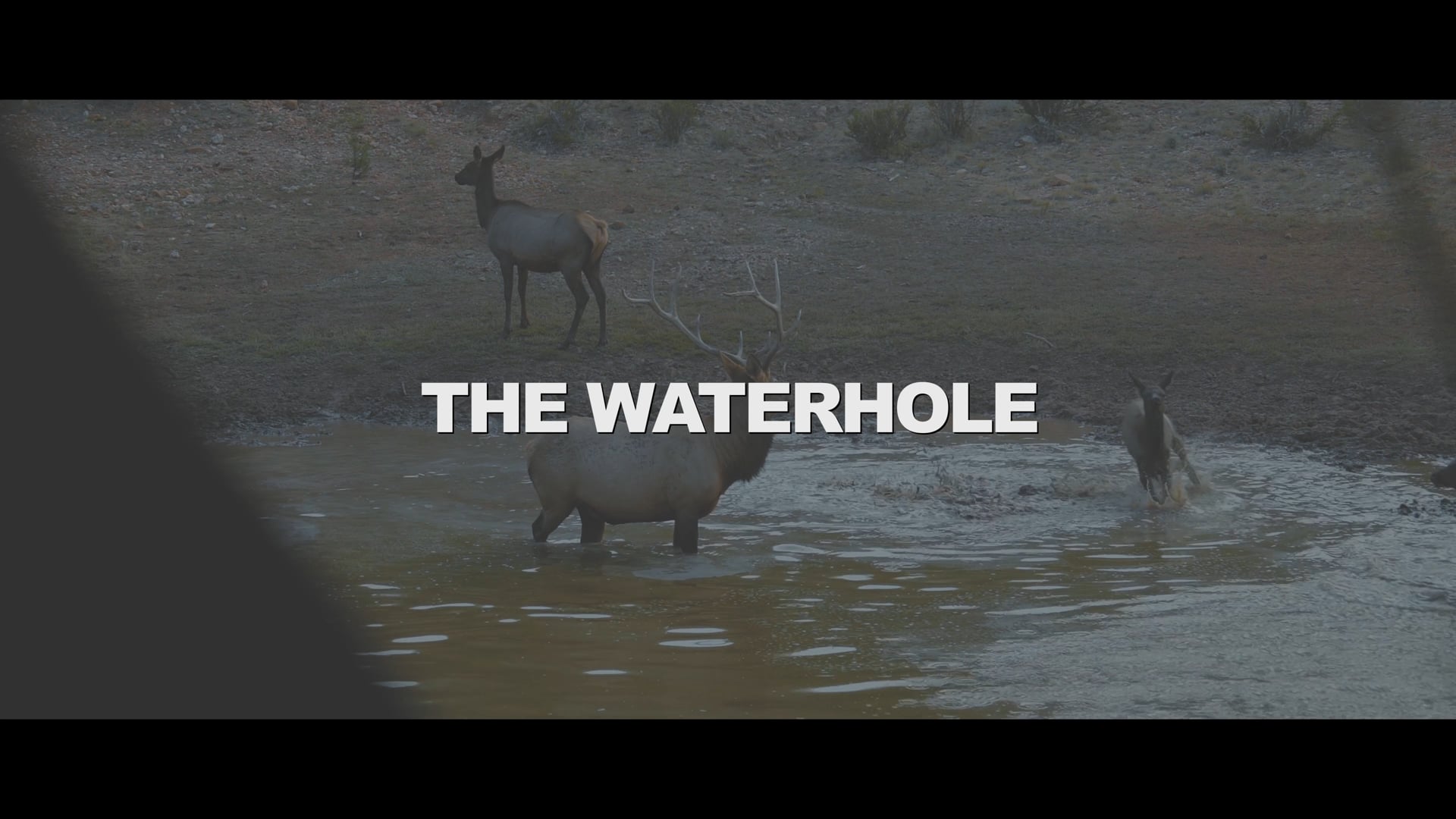 "The Waterhole"