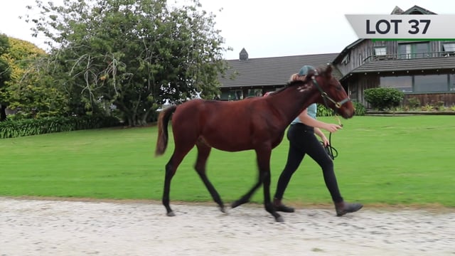 Lot 37