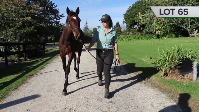 Lot 65
