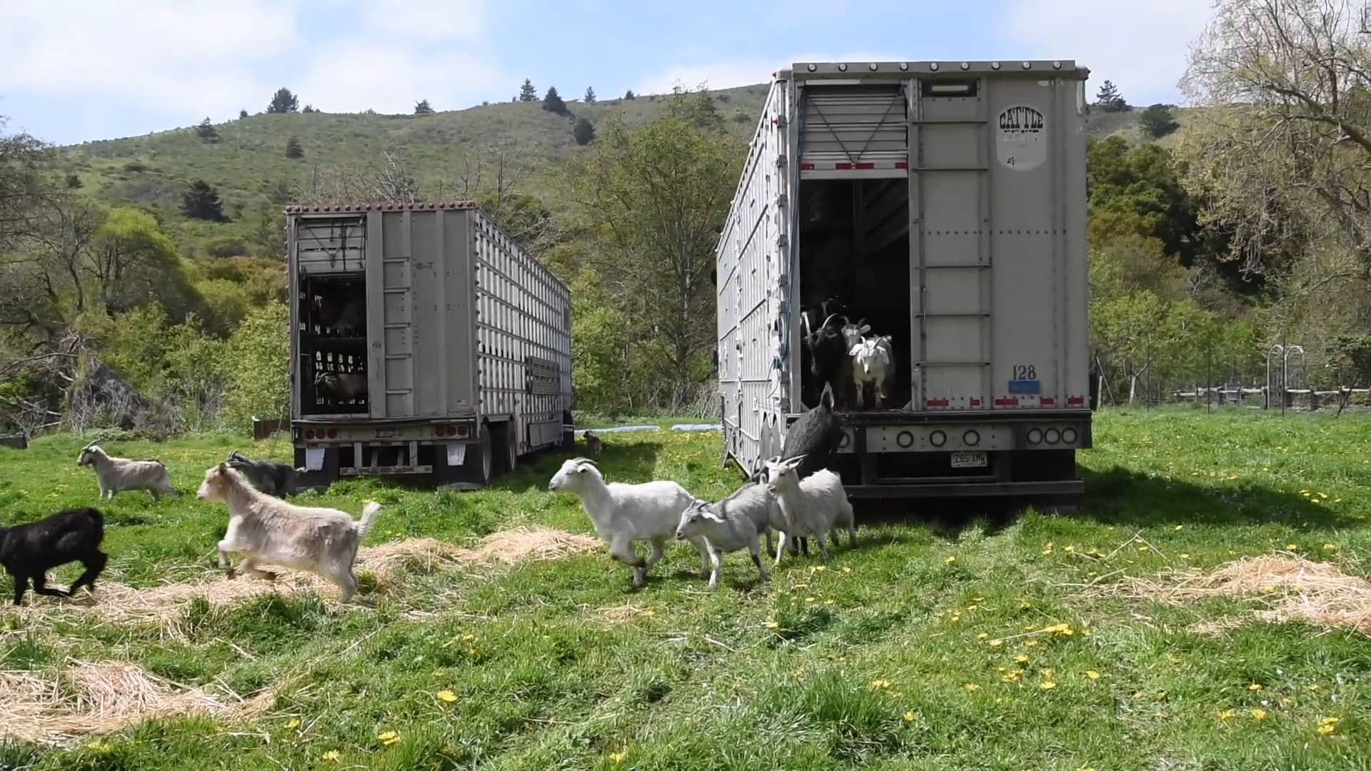 Goats to the rescue at TomKat Ranch on Vimeo