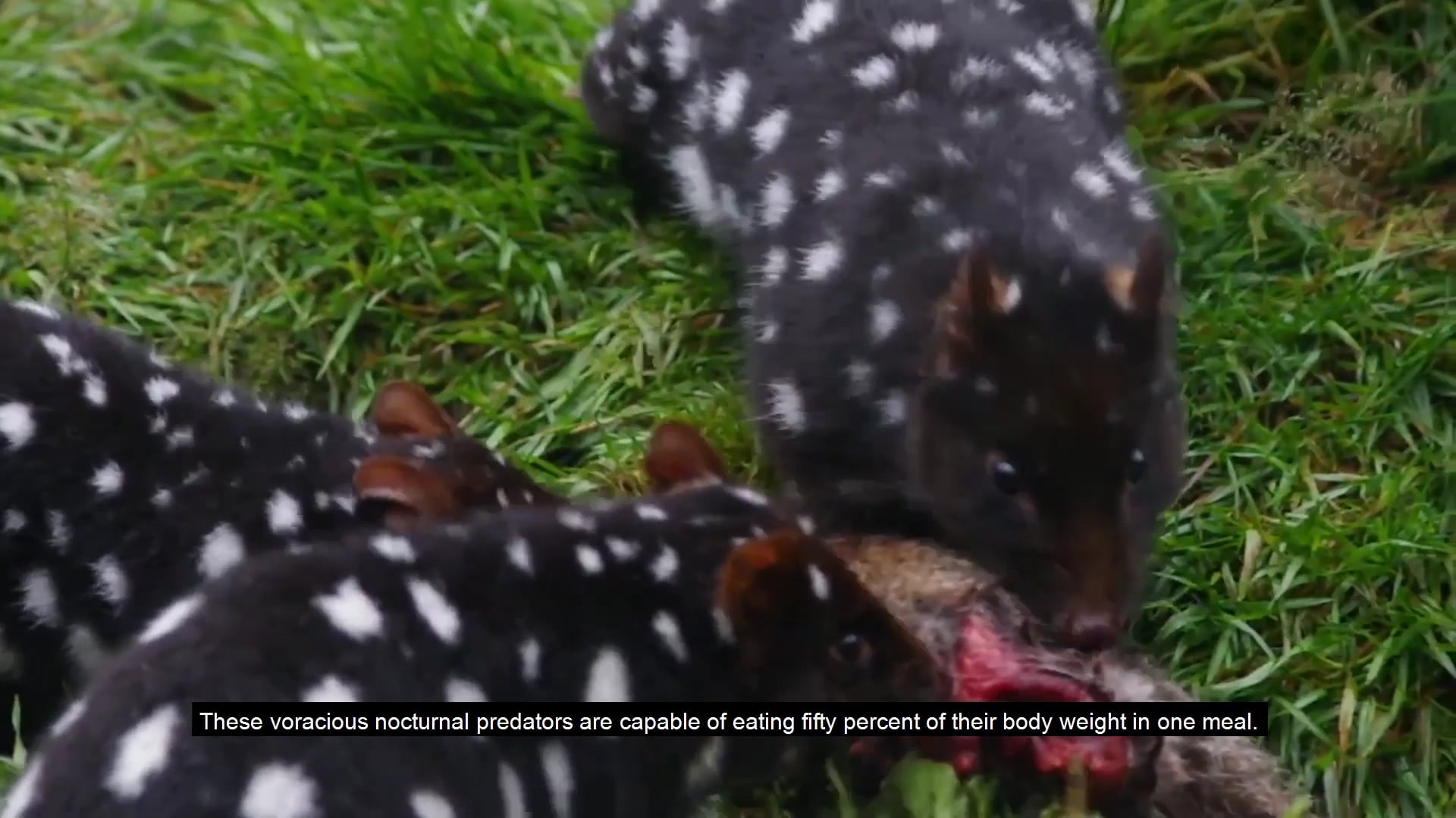 Sample Video of Documentary on Vimeo