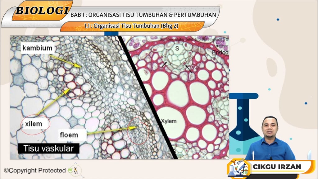 F5_BIO_01-02 Organisasi Tisu Tumbuhan (Bhg 2)