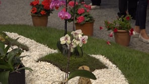 El CER anul·la l'assemblea anual i unificarà les exposicions de flors i bonsais