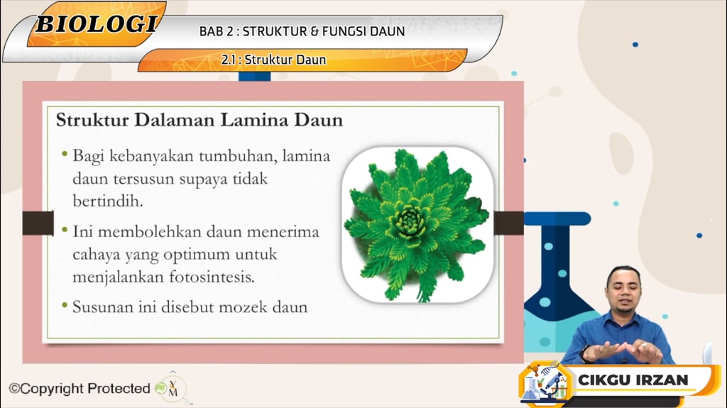 F5_BIO_02-01 Struktur Daun