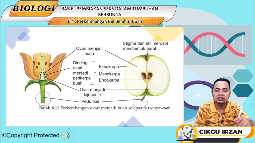 F5_BIO_06-06 Perkembangan Biji Benih & Buah