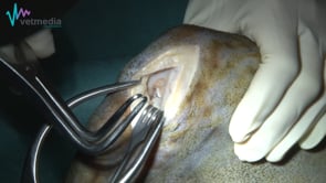 Mini abordaje medial a la rodilla