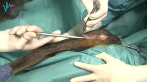 Abordaje cráneomedial articulación del hombro y tenotomía bicipital