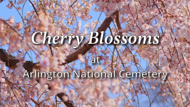 Cherry Blossoms at ANC  (2:31)