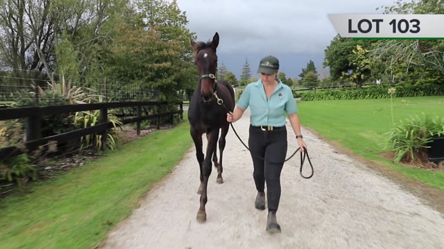 Lot 103