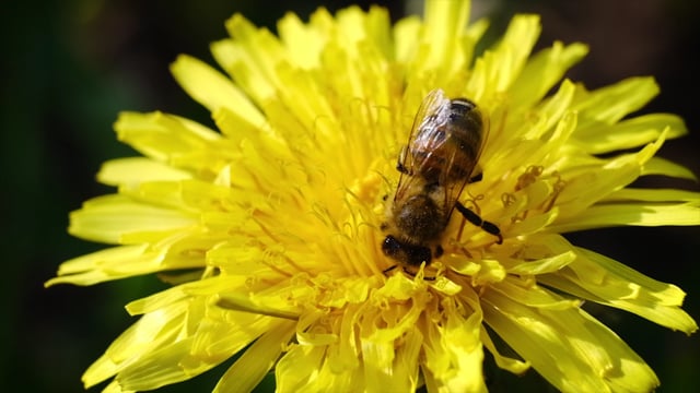 Bee Flower Pollen Free Stock Video - Pixabay