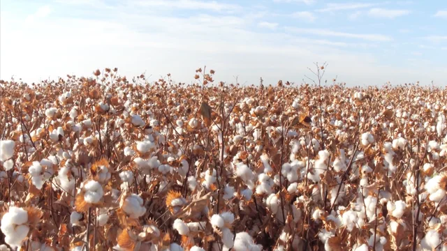 Supima  The Cotton