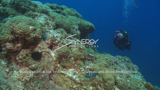 2681 stetson bank scuba diver over coral reef