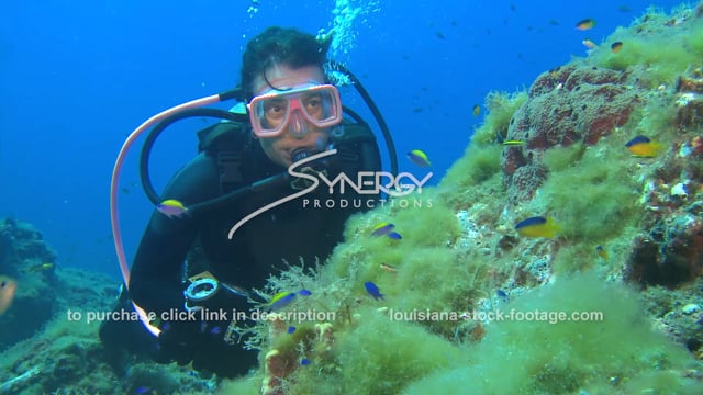 2683 stetson bank scuba diver observing tropical fish