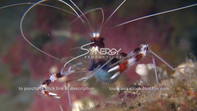2687 cleaner shrimp on coral reef 2