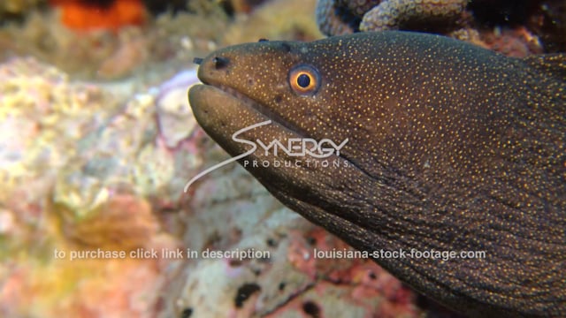 2697 goldentail moray eel close up