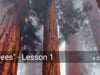 Trees - Lesson 1