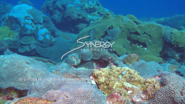 2583 Healthy coral reef of national marine sanctuary