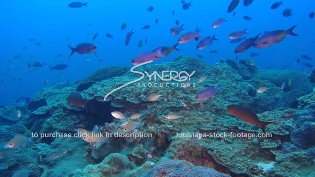 2584 coral reef ecosystem flower garden banks