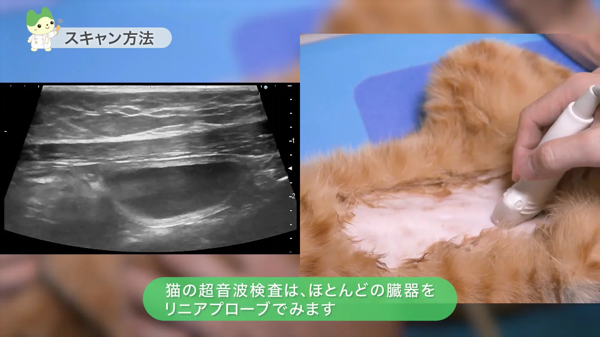 動物用超音波画像診断装置 ARIETTA 65V：手技動画（腹部） | 富士