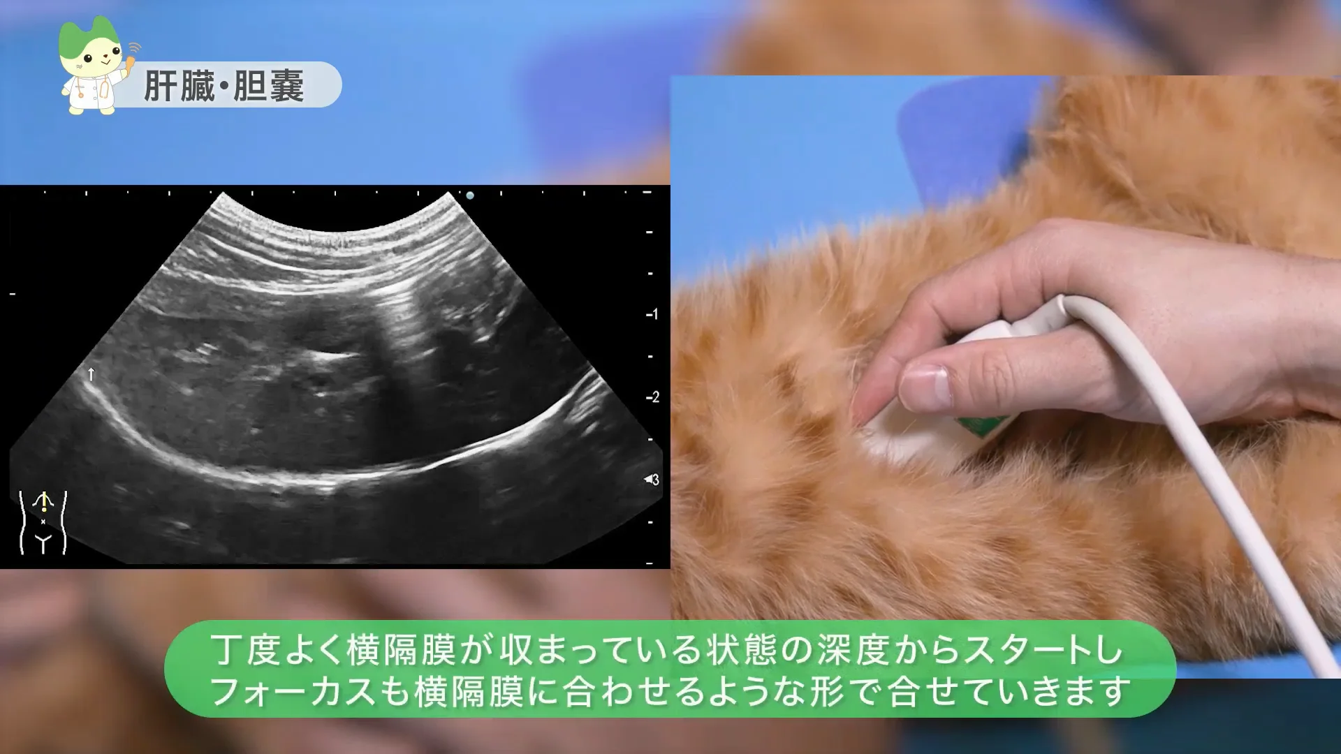 動物用超音波画像診断装置 ARIETTA 65V：手技動画（腹部） | 富士