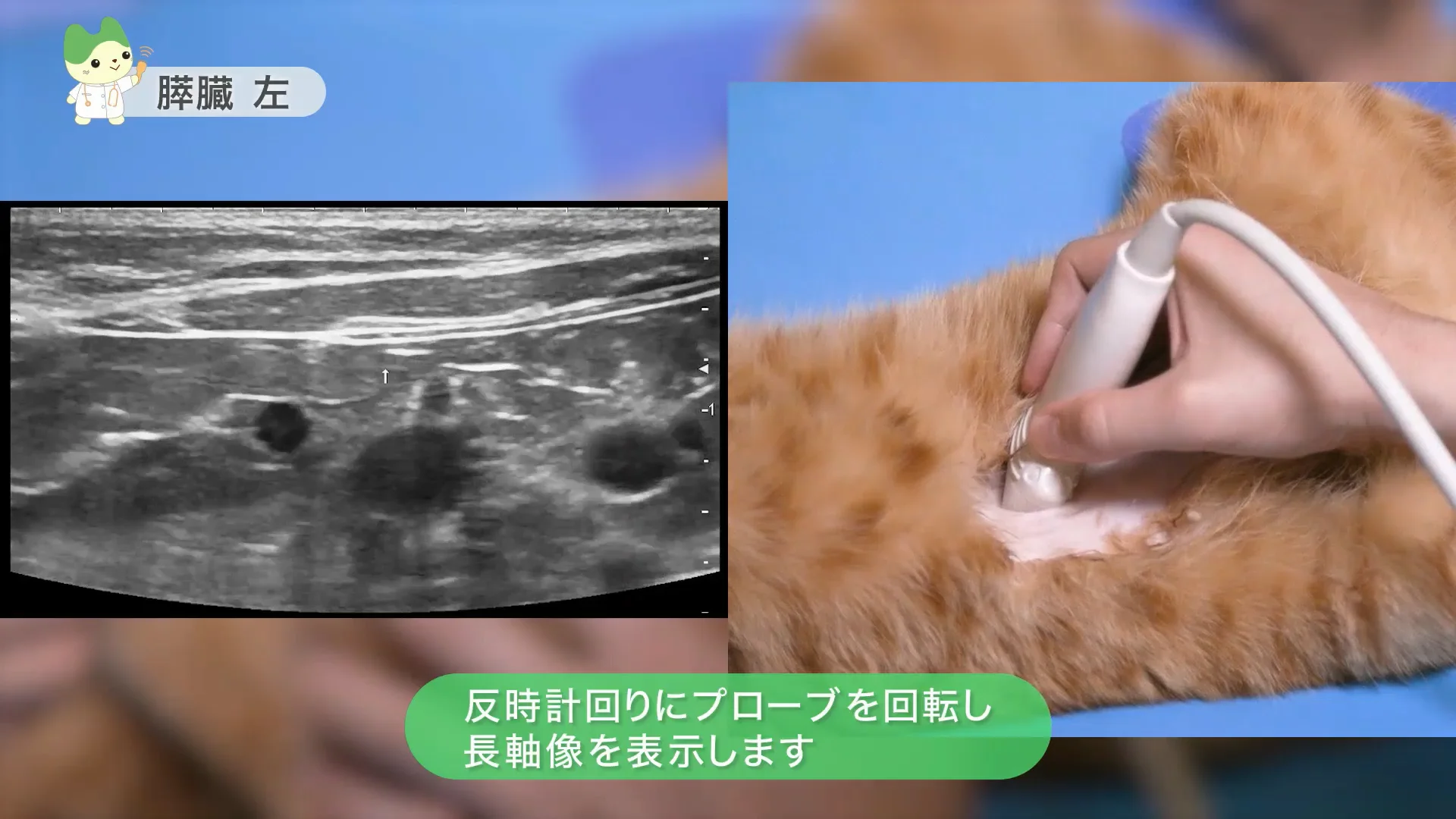動物用超音波画像診断装置 ARIETTA 65V：手技動画（腹部） | 富士