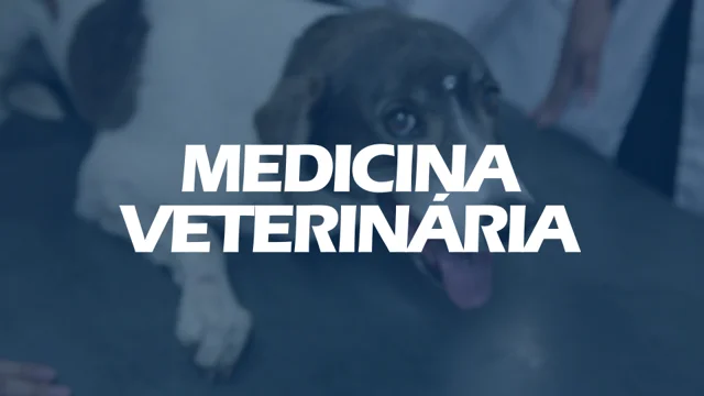 Vestibular de Medicina Veterinária: o que estudar e como passar