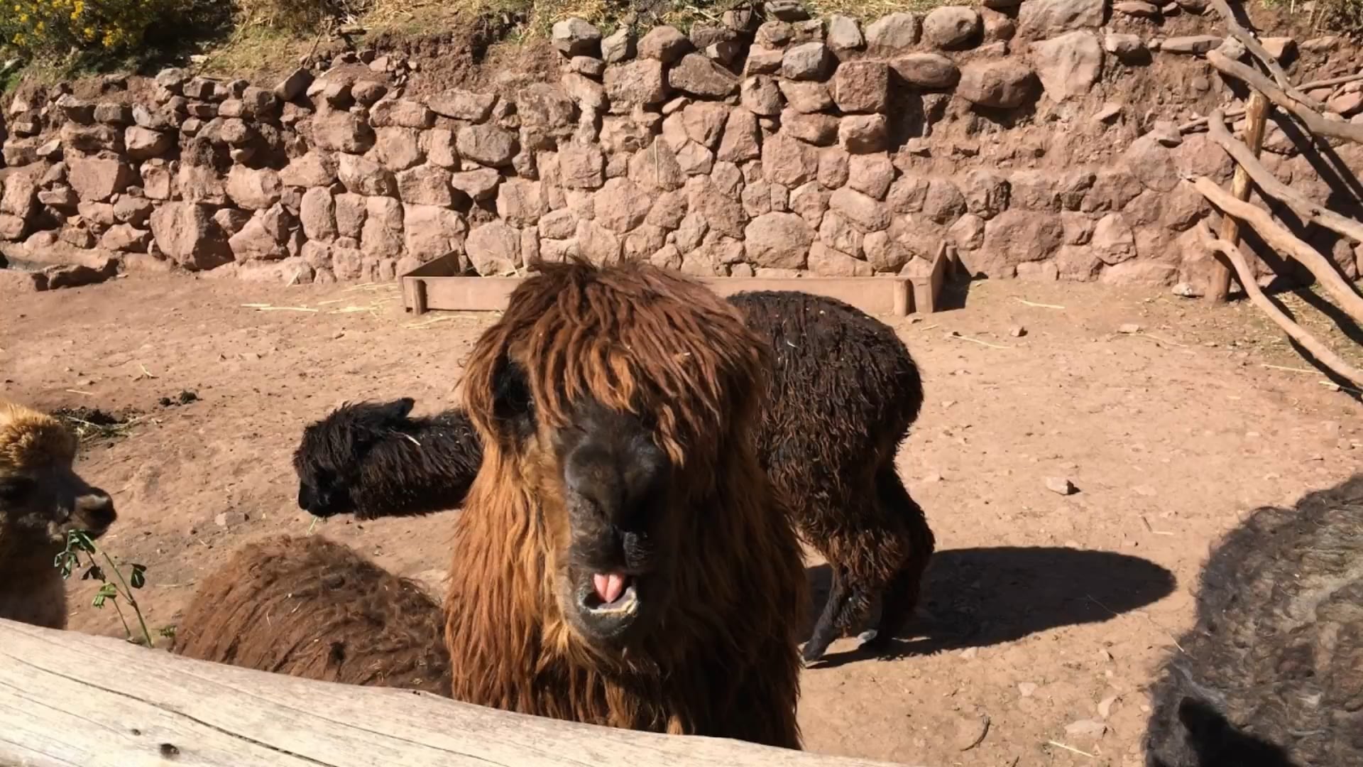 Viaje a Cusco, Perú