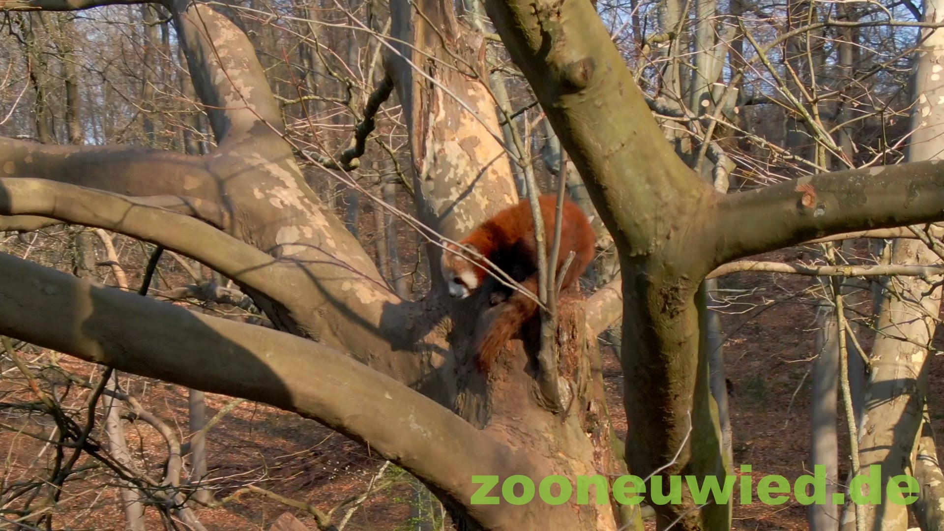 Werbespot Zoo Neuwied