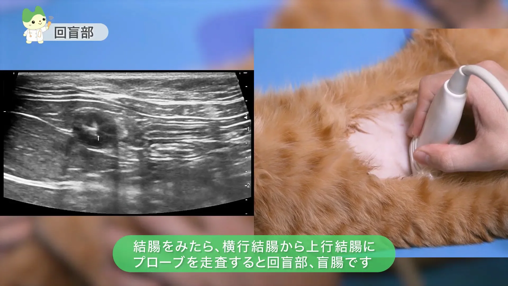 動物用超音波画像診断装置 ARIETTA 65V：手技動画（腹部