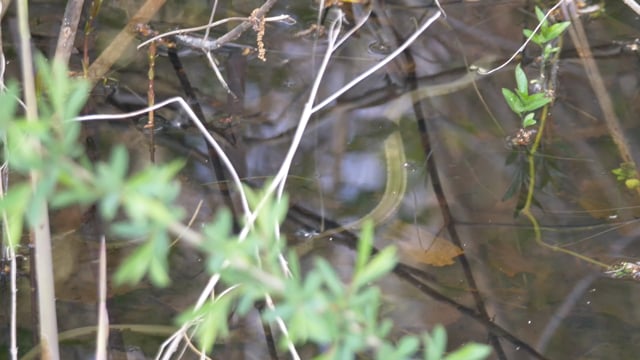 Grass Snake Swim Underwater Free Stock Video - Pixabay