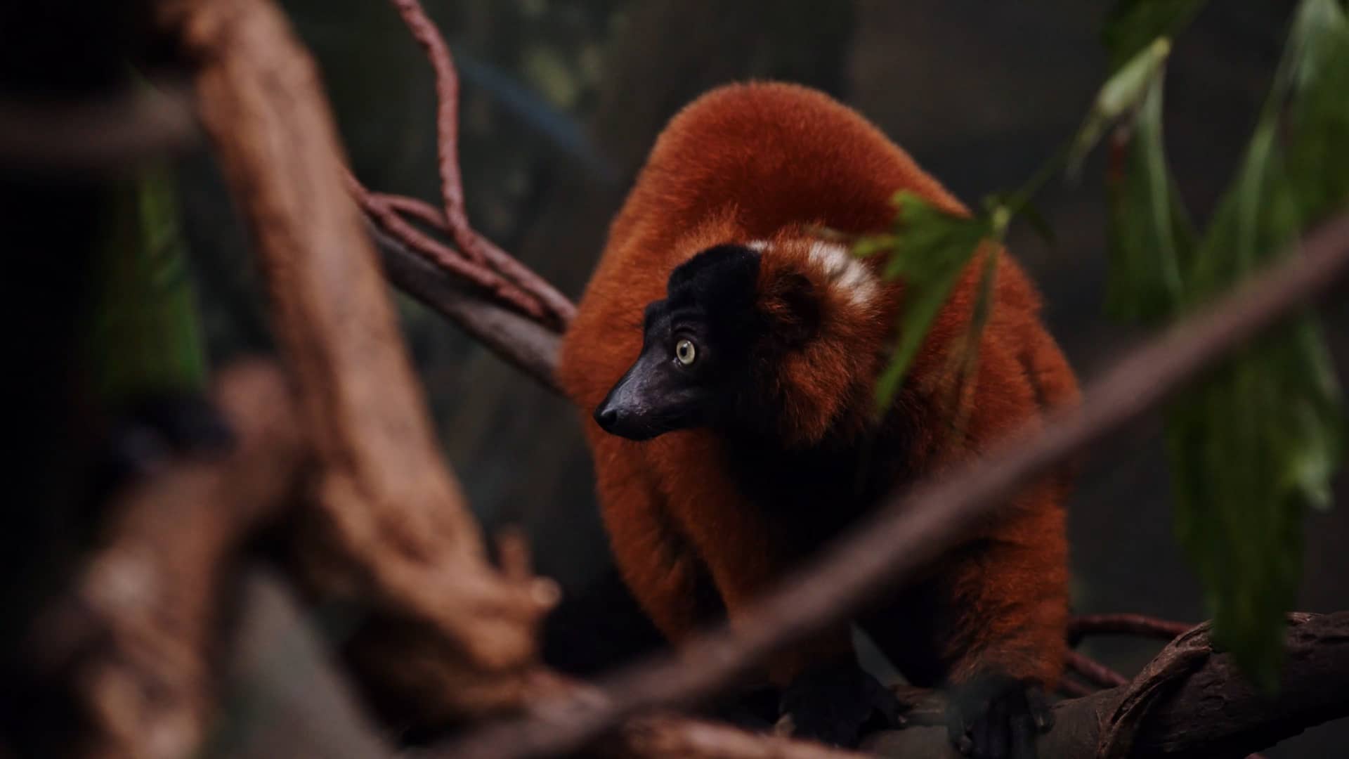 Bronx Zoo Camera Test BMPCC6K Pro on Vimeo