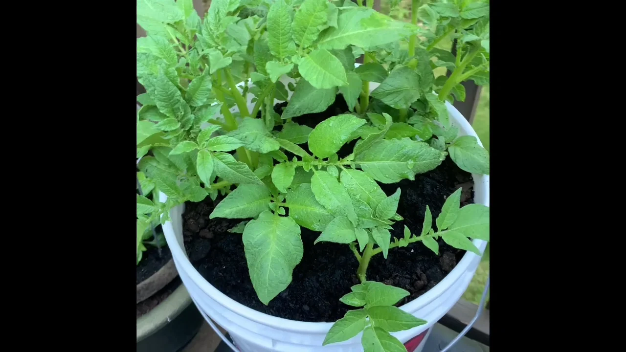 Container Gardening How to Grow Potatoes in a 5 Gallon Bucket! on Vimeo