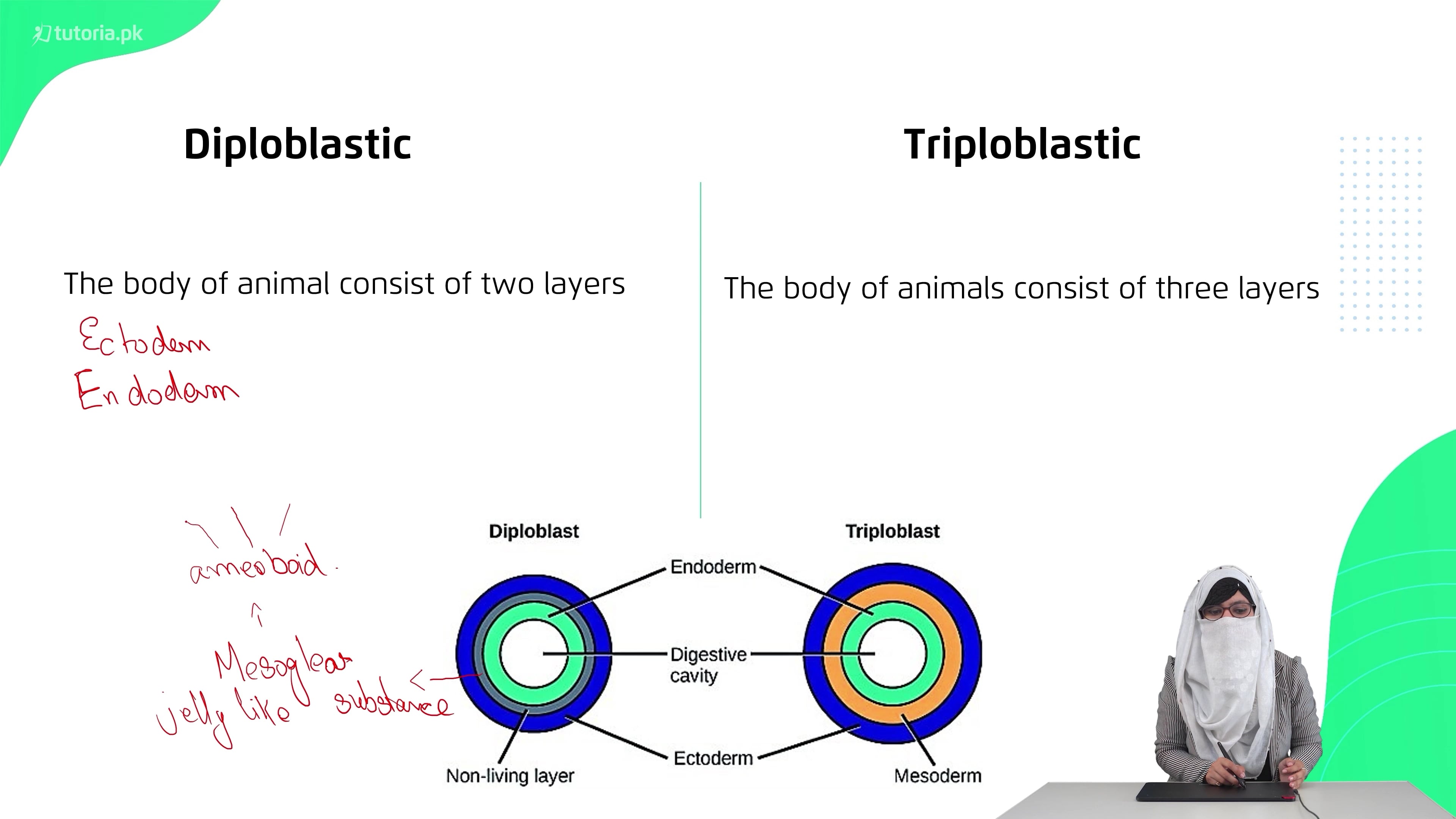 grade-11-chapter-9-topic-91-characteristics-of-animals-on-vimeo